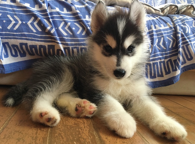 シベリアン ハスキー 子犬